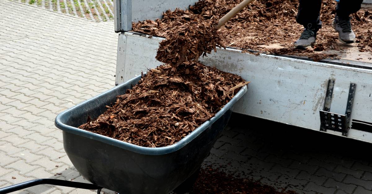 A close-up of a person's feet as they stand in the back of a truck, scooping mulch into a wheelbarrow with a shovel.